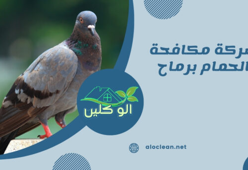 شركة مكافحة الحمام برماح