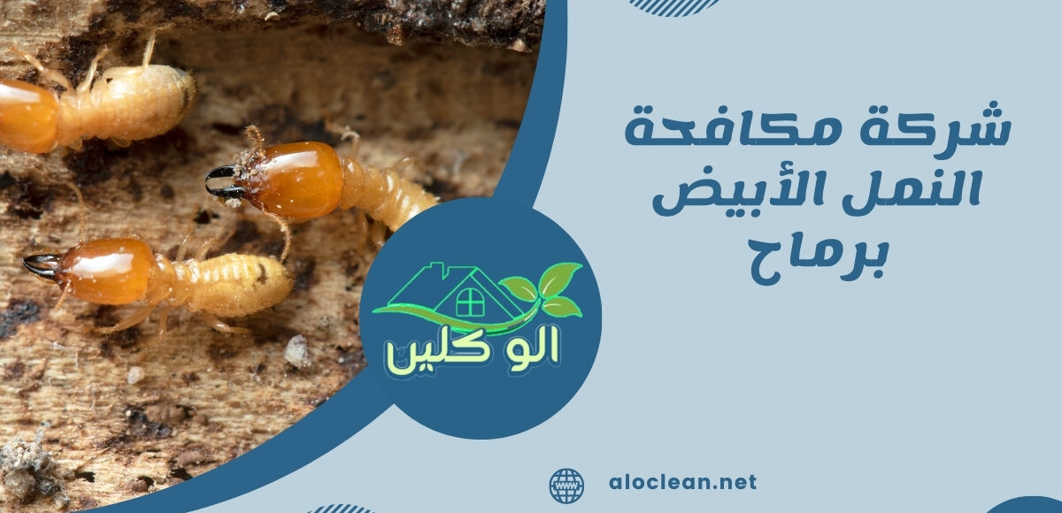 شركة مكافحة النمل الأبيض برماح