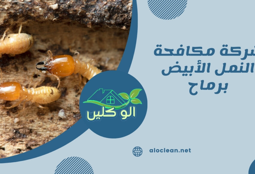 شركة مكافحة النمل الأبيض برماح