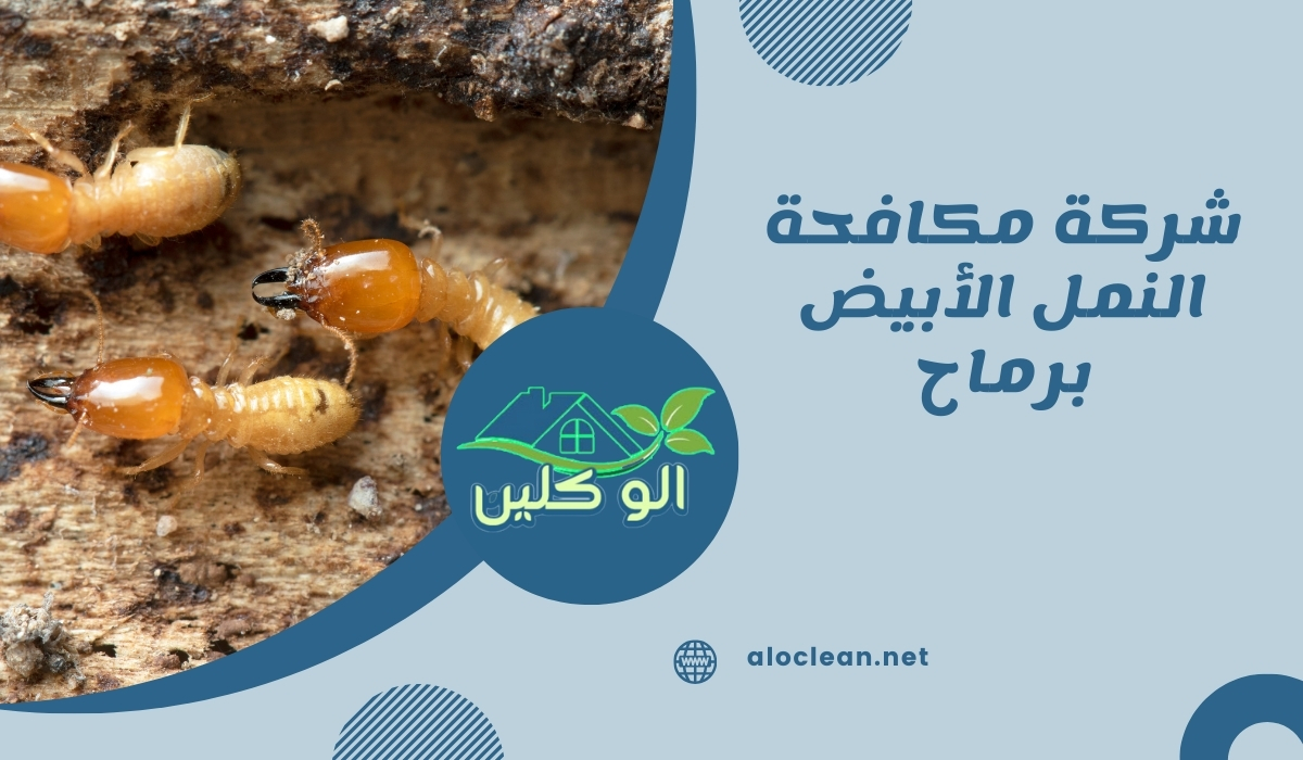 شركة مكافحة النمل الأبيض برماح